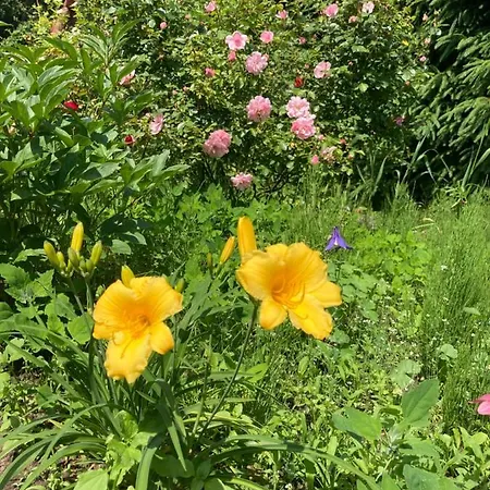 Dom W Sapach Сasa de vacaciones