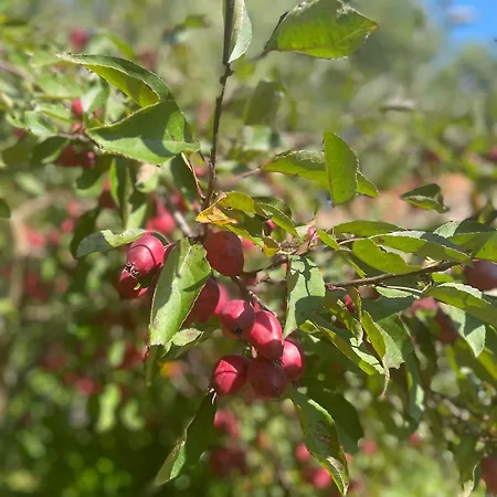 Dom W Sapach 別荘 Sąpy